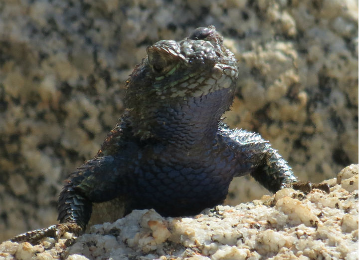 Granite Spiny Lizard